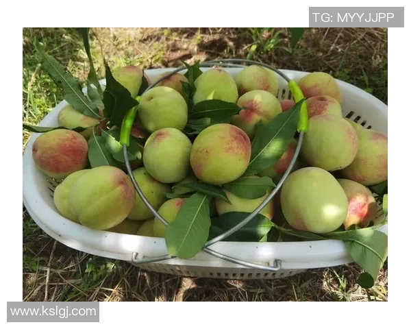 姚明在果园中摘桃子体验生活的乐趣与甜蜜回忆